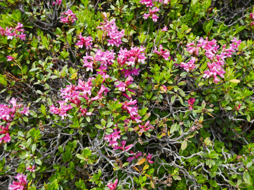 Alpenrose