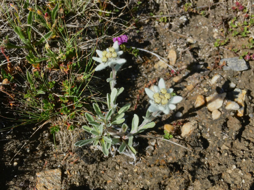 Edelweiss